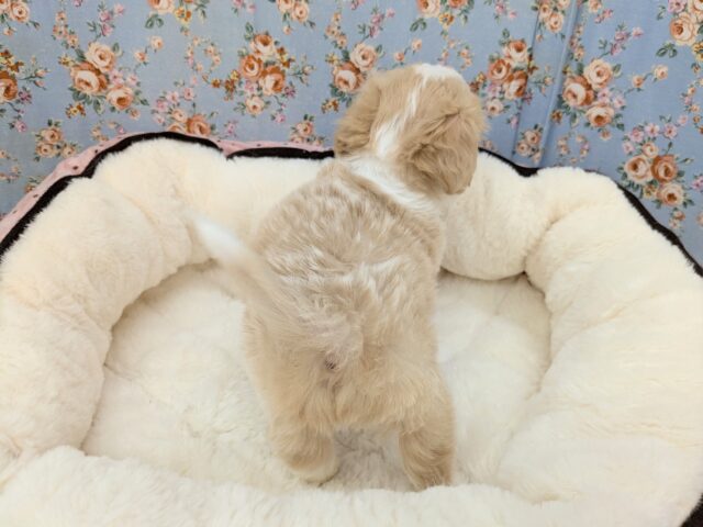 キャバリア×マルチーズ