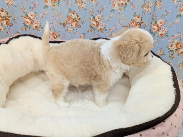 キャバリア×マルチーズ