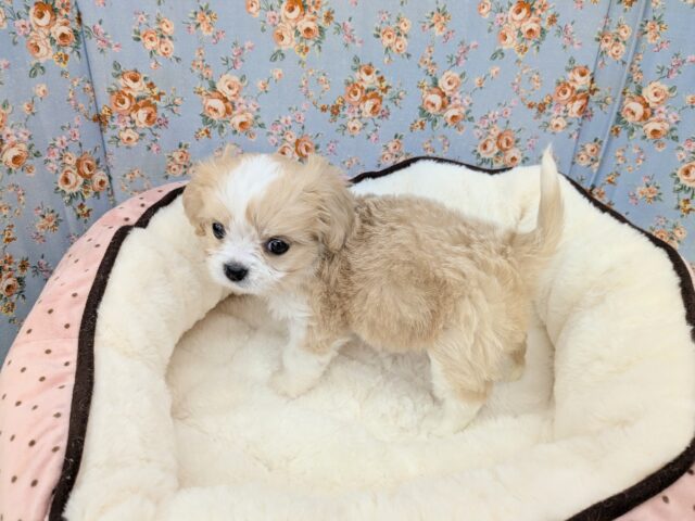 キャバリア×マルチーズ