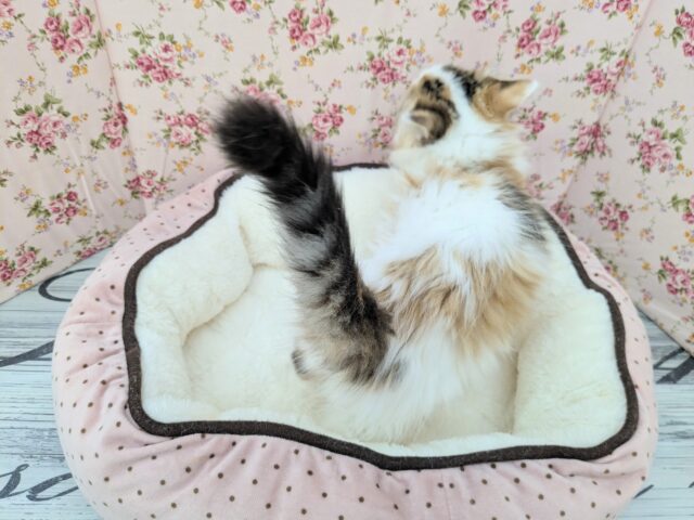 スコティッシュフォールド