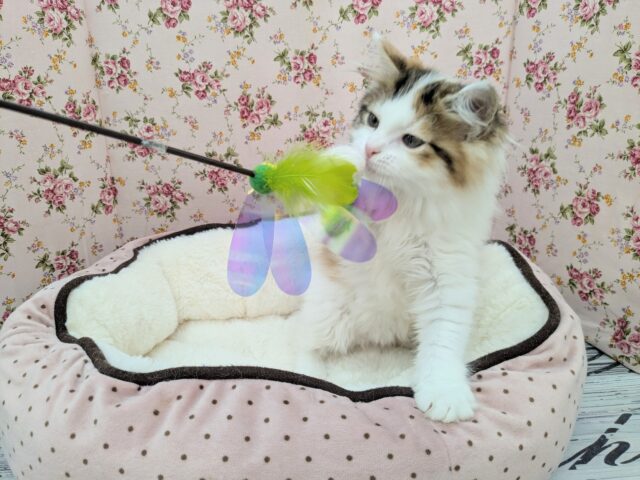 スコティッシュフォールド