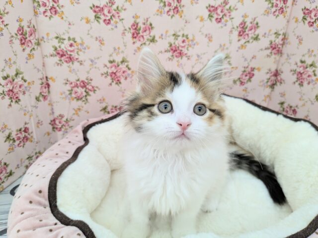 スコティッシュフォールド