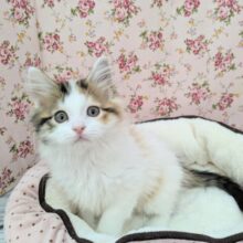 美しすぎて見とれちゃう💗　スコティッシュフォールドの女のコ　2025/6/27撮影