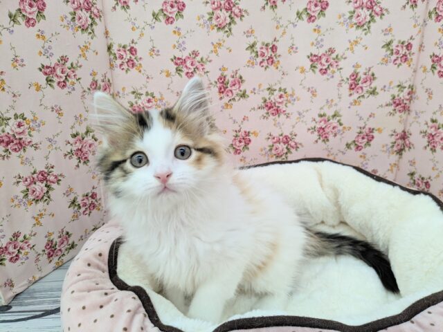 美しすぎて見とれちゃう💗　スコティッシュフォールドの女のコ　2025/6/27撮影