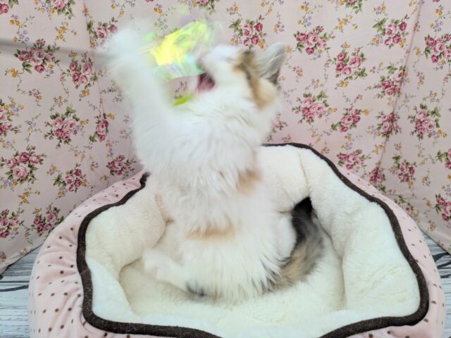 スコティッシュフォールド