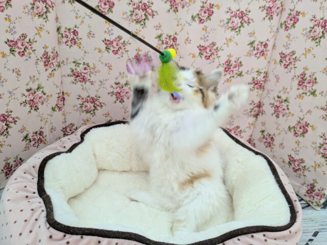 スコティッシュフォールド