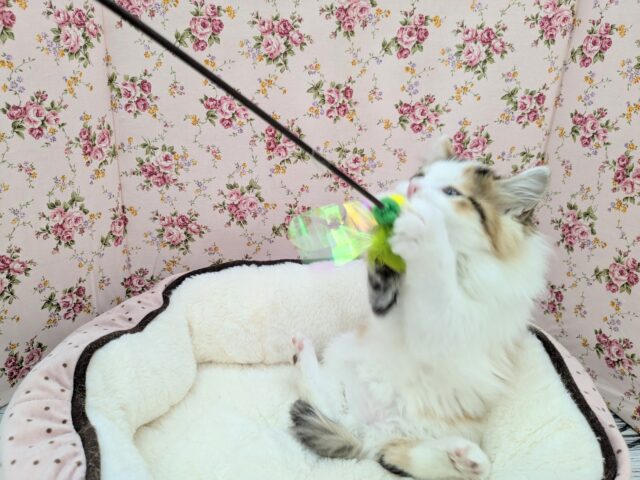 スコティッシュフォールド