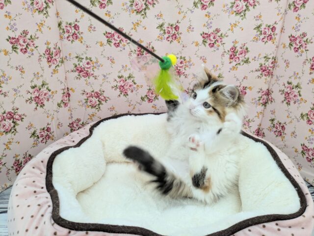 スコティッシュフォールド