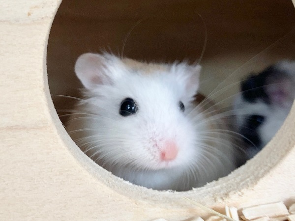 ロボロフスキーハムスター