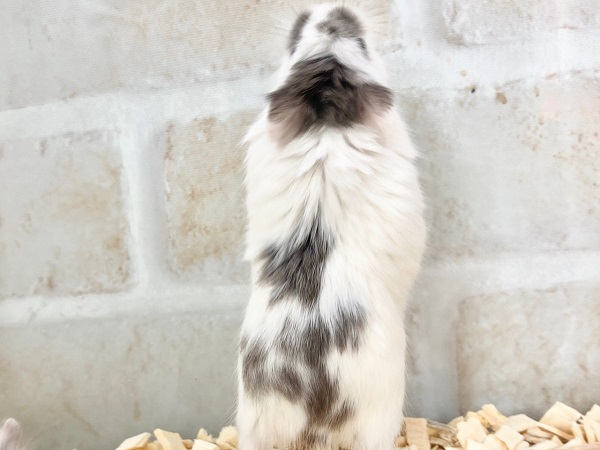 ロボロフスキーハムスター