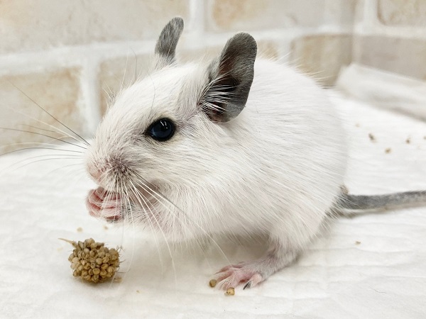 デグー（ホワイト）　女の子　大胆不敵！？ぐいぐい行きます！