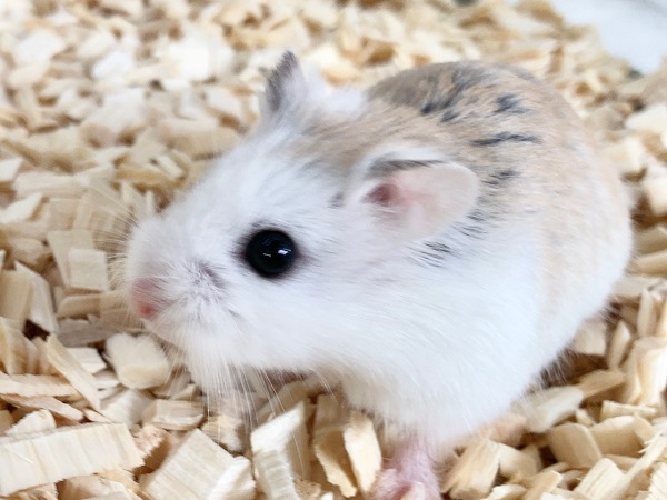 ロボロフスキーハムスター