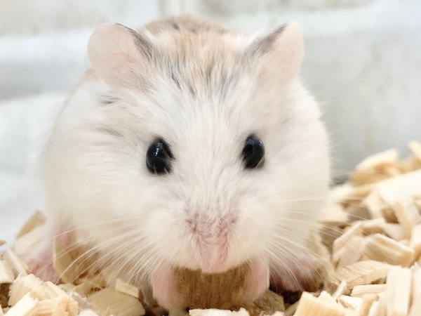 ロボロフスキーハムスター
