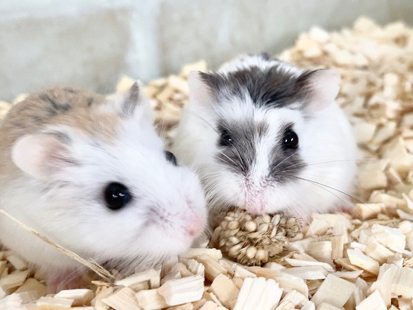 ロボロフスキーハムスター　かわいい色変わりちゃんたちが来ました！