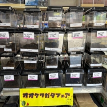 オオクワガタフェアー開催中！！