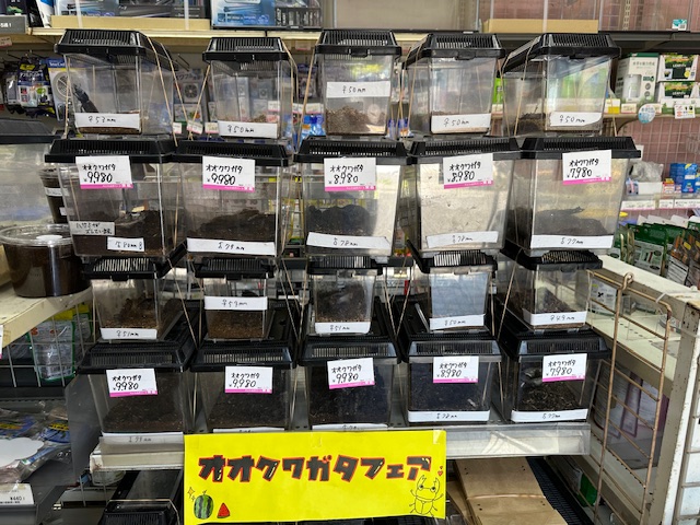 オオクワガタフェアー開催中！！