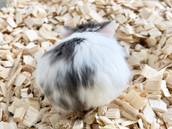 ロボロフスキーハムスター