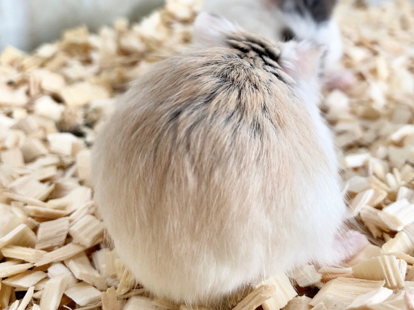 ロボロフスキーハムスター