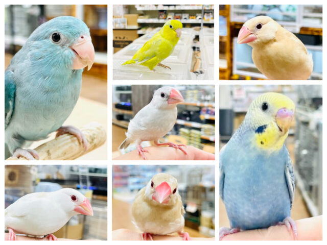 【小山店限定】ことりフェア🐥🩷小さくて可愛いことりさん大集合！