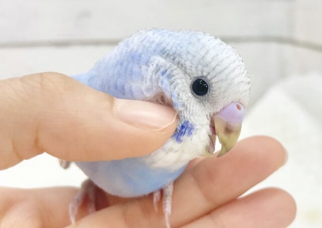 フワフワブルー🛁🩵セキセイインコ（ブルースパングル）