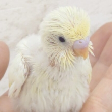 くりーむが、行く行く～どこまでもっ。。　ちょっとまってーーー　セキセイインコ　クリーム～～