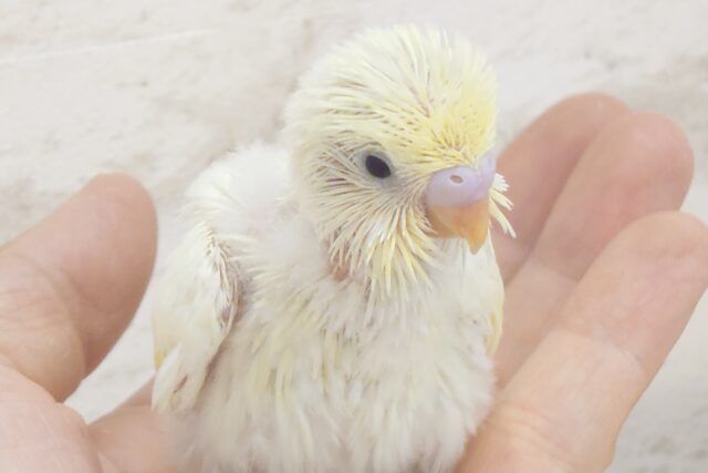 くりーむが、行く行く～どこまでもっ。。　ちょっとまってーーー　セキセイインコ　クリーム～～
