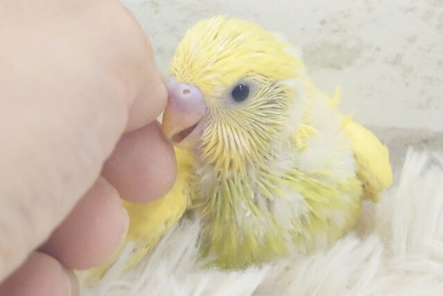 セキセイインコ