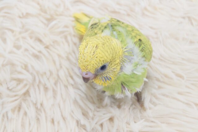 セキセイインコ