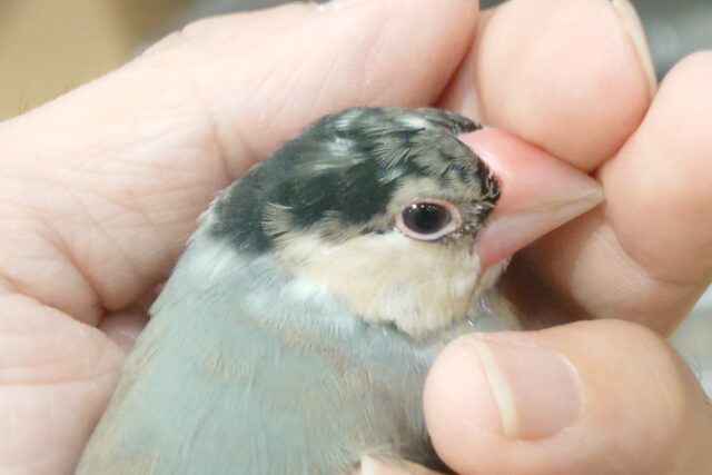 最新画像になります☆　どもっ！ちょっと遊んでいく？？☆　手の中は最高の空かん♪　🐣桜文鳥 ～～