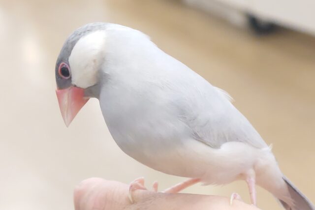 最新画像になります☆　ｶｷｶｷしても良くってよぉ～☆　ごじまんの頬にく～　シルバー文鳥～～