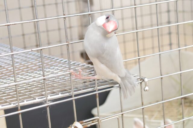 シルバー文鳥