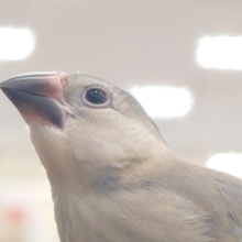最新画像になります☆　そろそろ飛ぶぞっ♬☆彡　文鳥みさいるが育つ日々～を　桜文鳥～～