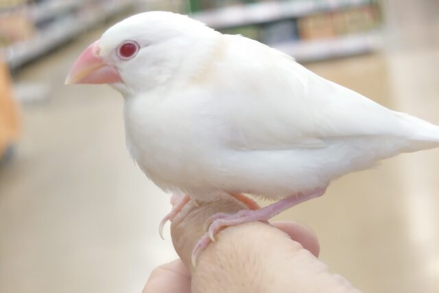 アルビノ文鳥