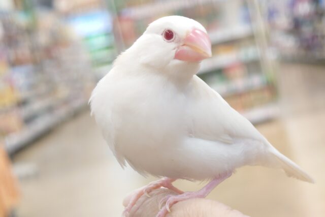 スーーーーーっと吸い込まれる。。よっ　赤目の～　アルビノ文鳥～～