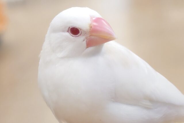 アルビノ文鳥