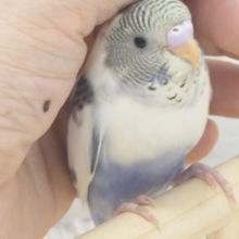 【最新画像更新🪄】疲れふっとばすーー　そんざいっ♪　セキセイインコ　四色ハルクイン～～