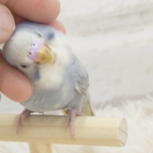 最新画像・動画になります☆　癒しのはんなりさん🫧セキセイインコ(グレーオパーリン) ヒナ