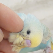 【最新画像・動画更新🪄】ずーーーーーっと　いっしょがいいねっ　セキセイインコ　パステルレインボー～～