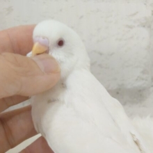 【最新画像・動画更新🪄】　使い方はそれぞれーー♡個性溢れる♡セキセイインコ(アルビノ) ヒナ