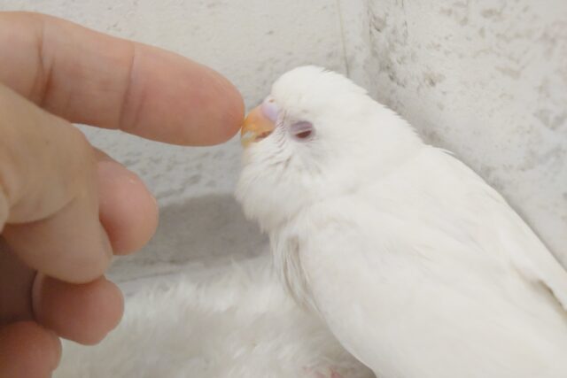 【最新画像・動画更新🪄】 使い方はそれぞれーー♡個性溢れる♡セキセイインコ(アルビノ) ヒナ セキセイインコ