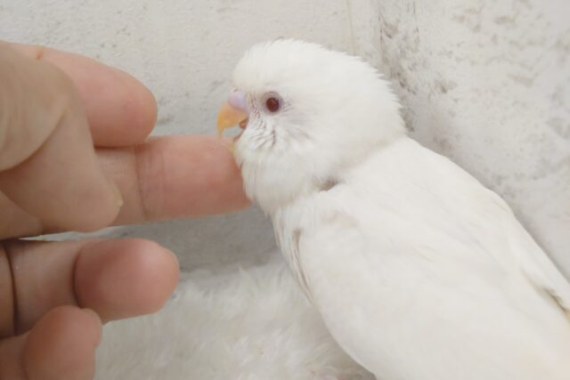 【最新画像・動画更新🪄】 使い方はそれぞれーー♡個性溢れる♡セキセイインコ(アルビノ) ヒナ セキセイインコ