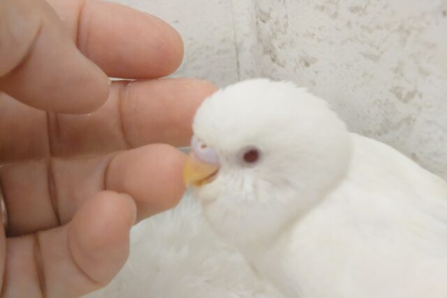 【最新画像・動画更新🪄】 使い方はそれぞれーー♡個性溢れる♡セキセイインコ(アルビノ) ヒナ セキセイインコ