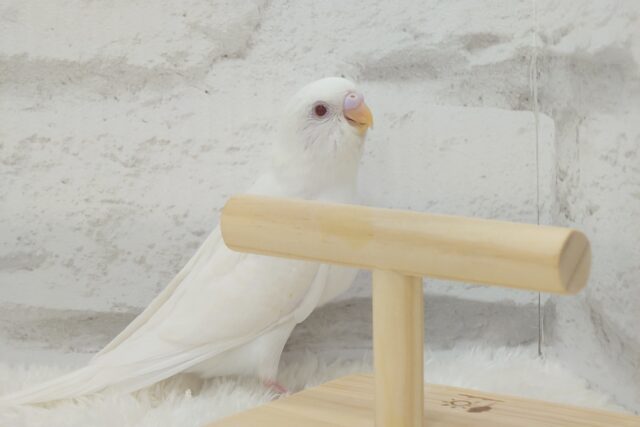 【最新画像・動画更新🪄】 使い方はそれぞれーー♡個性溢れる♡セキセイインコ(アルビノ) ヒナ セキセイインコ