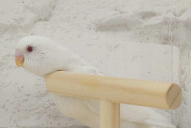 【最新画像・動画更新🪄】 使い方はそれぞれーー♡個性溢れる♡セキセイインコ(アルビノ) ヒナ セキセイインコ