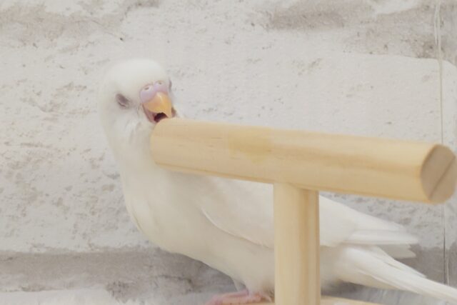 【最新画像・動画更新🪄】 使い方はそれぞれーー♡個性溢れる♡セキセイインコ(アルビノ) ヒナ セキセイインコ