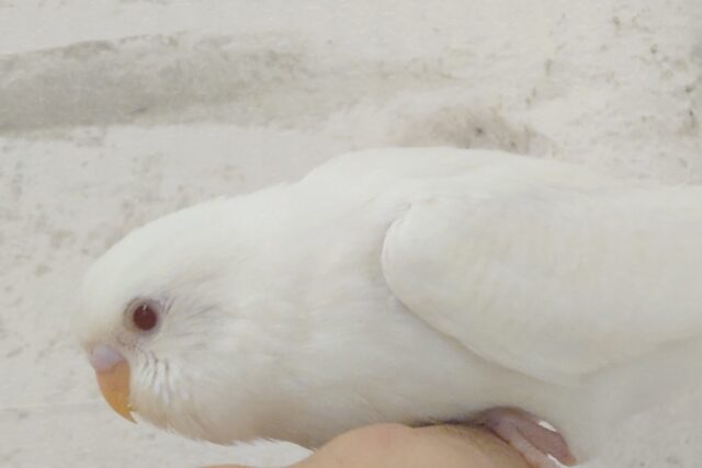 【最新画像・動画更新🪄】 使い方はそれぞれーー♡個性溢れる♡セキセイインコ(アルビノ) ヒナ セキセイインコ