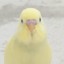 【最新画像・動画更新🪄もうすぐひとり餌‪☆】　カスタードたっぷりめ🍯プリンちゃん🍮セキセイインコ(クリーム) ヒナ