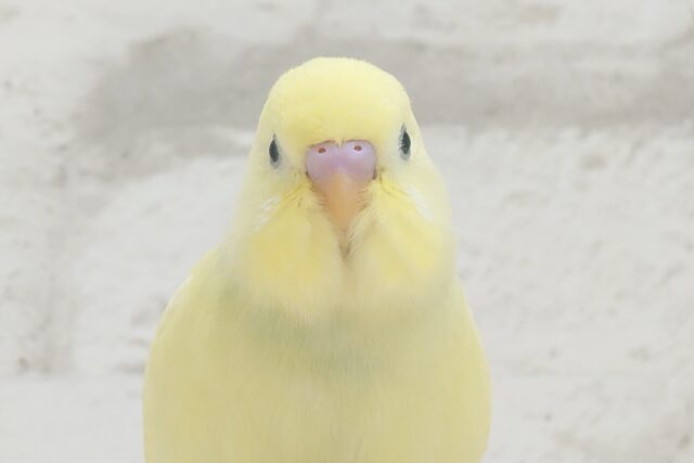 【最新画像・動画更新🪄もうすぐひとり餌‪☆】　カスタードたっぷりめ🍯プリンちゃん🍮セキセイインコ(クリーム) ヒナ