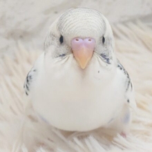 最新画像になります☆　たまに見せる、ドジっぷり♫　可愛い☆　セキセイインコ〜〜
