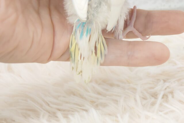 ステキからー☆☆☆ 特別感満載っ♪ セキセイインコ パステルレインボーパイド~~ セキセイインコ